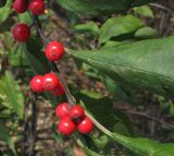 Ilex verticillata
