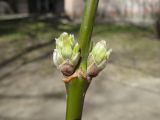 Acer negundo