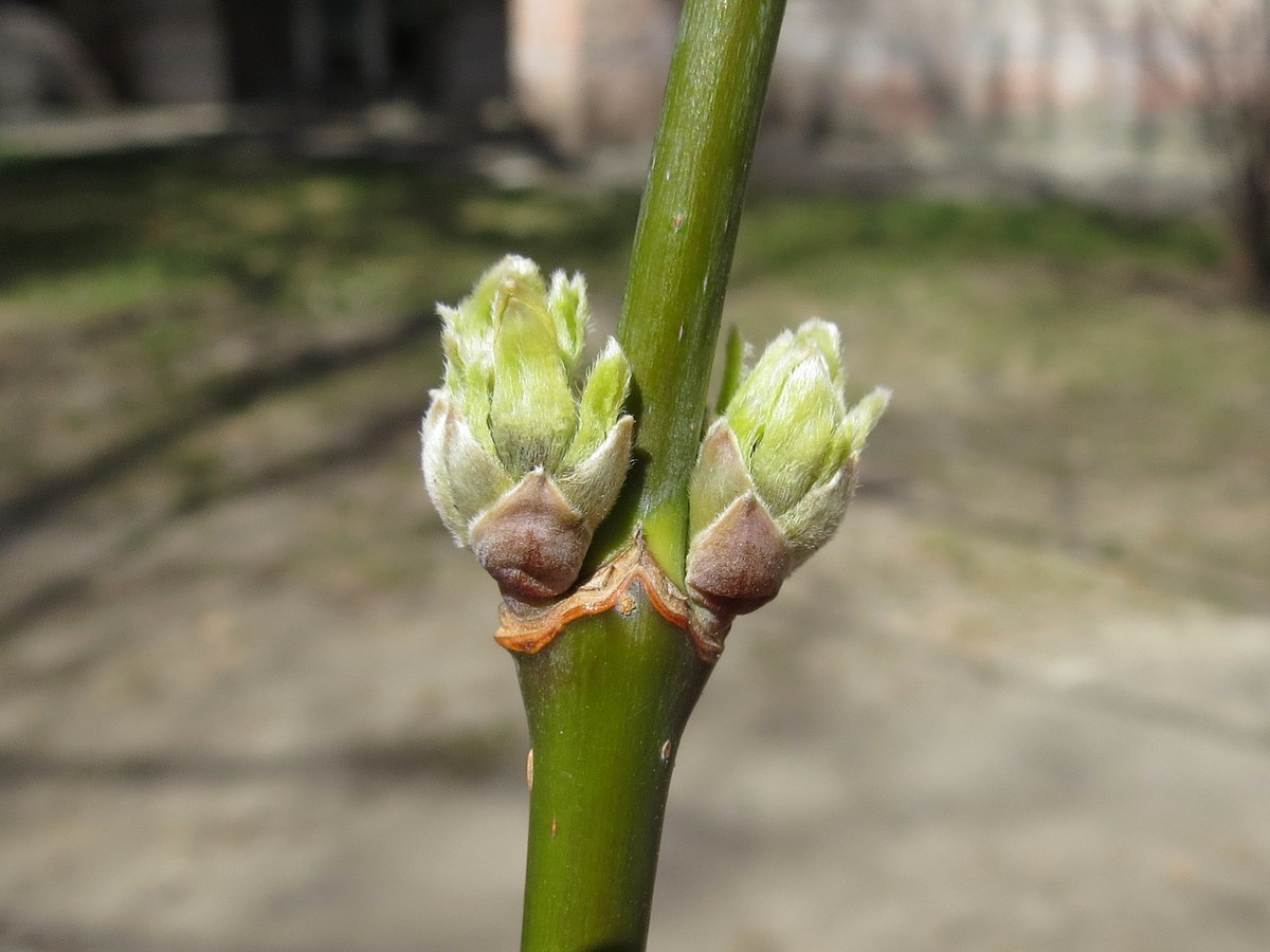 Image of Acer negundo specimen.