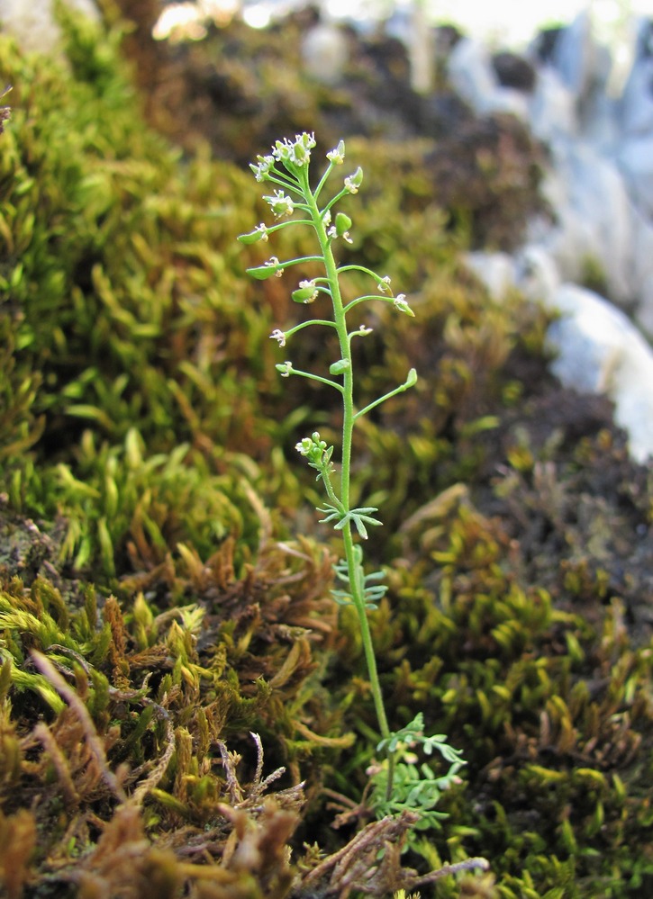 Изображение особи Hornungia petraea.