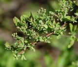 Spiraea × cinerea. Ветвь с бутонами. Московская обл., Раменский р-н, окр. дер. Хрипань, садовый участок. 06.05.2017.