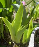 Iris aphylla. Растение в начале вегетации. Тверская обл., Весьегонск, в культуре. 7 мая 2017 г.