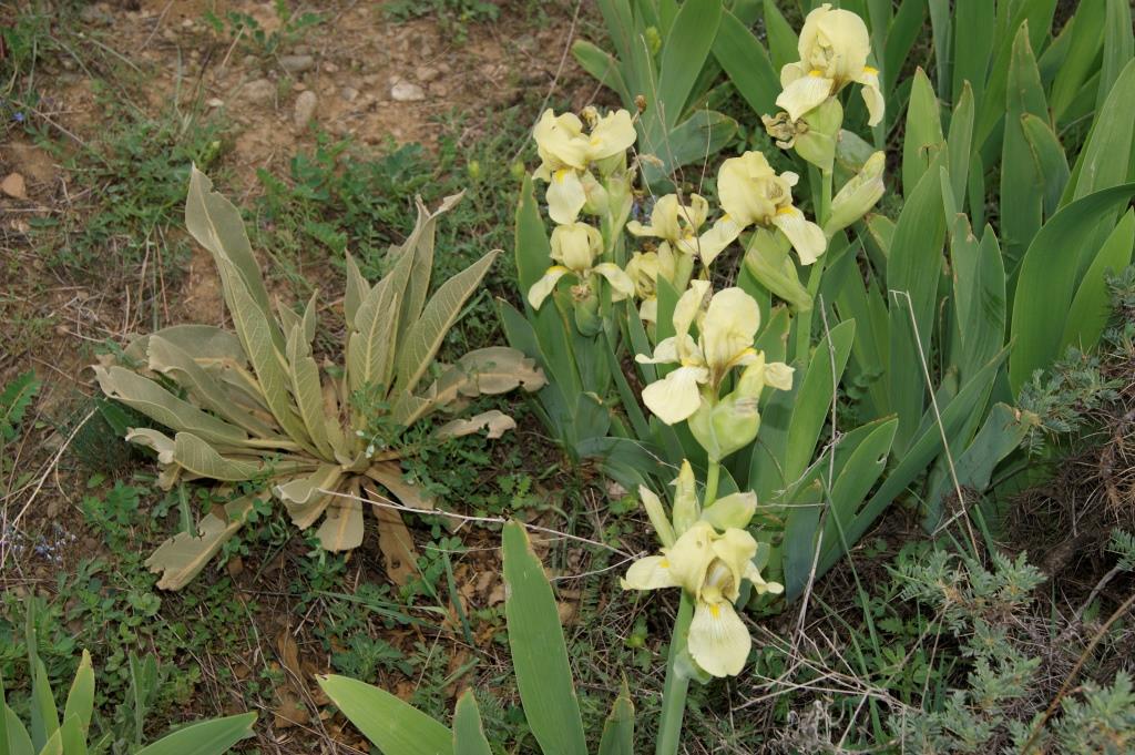 Изображение особи Iris imbricata.