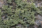 Phaeophyscia nigricans