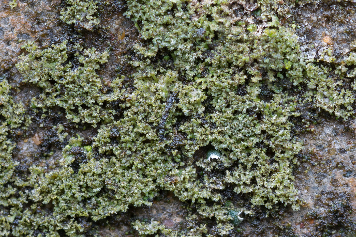 Image of Phaeophyscia nigricans specimen.