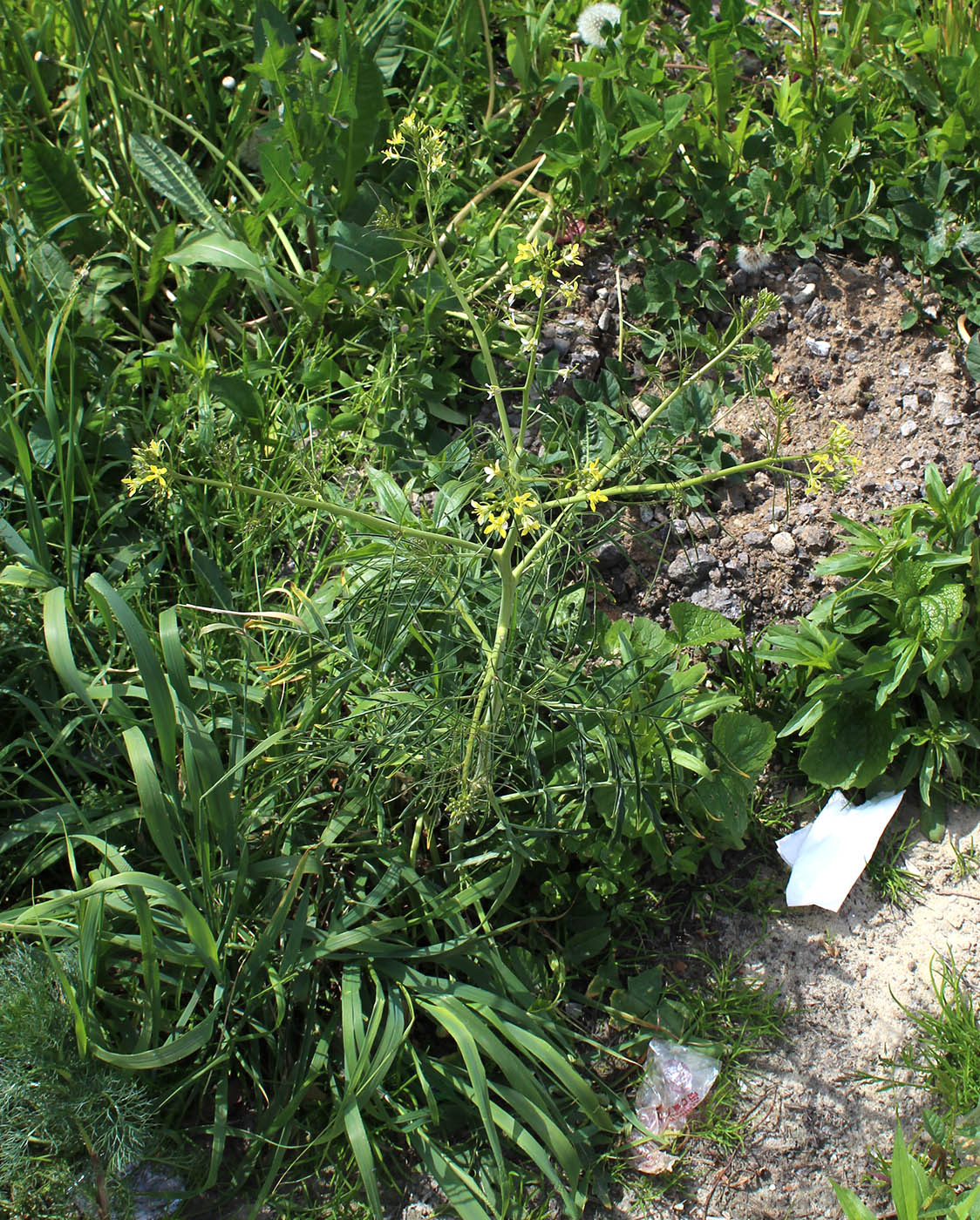 Image of Sisymbrium altissimum specimen.