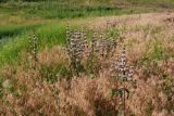 Phlomoides tuberosa. Цветущие растения. Ростовская обл., г. Волгодонск, Панский лес, степь(?) в балочке близ окраины леса. 10.06.2015.