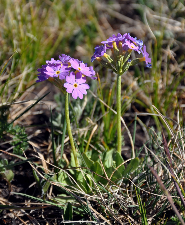 Изображение особи Primula farinosa.