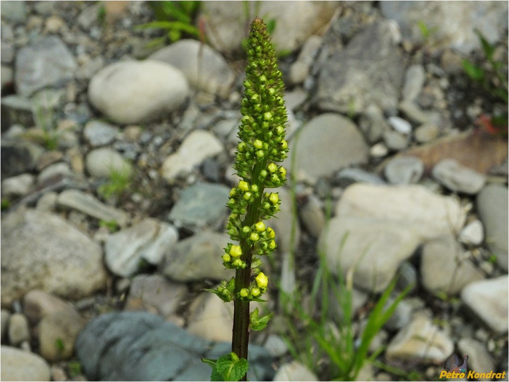 Изображение особи Verbascum nigrum.