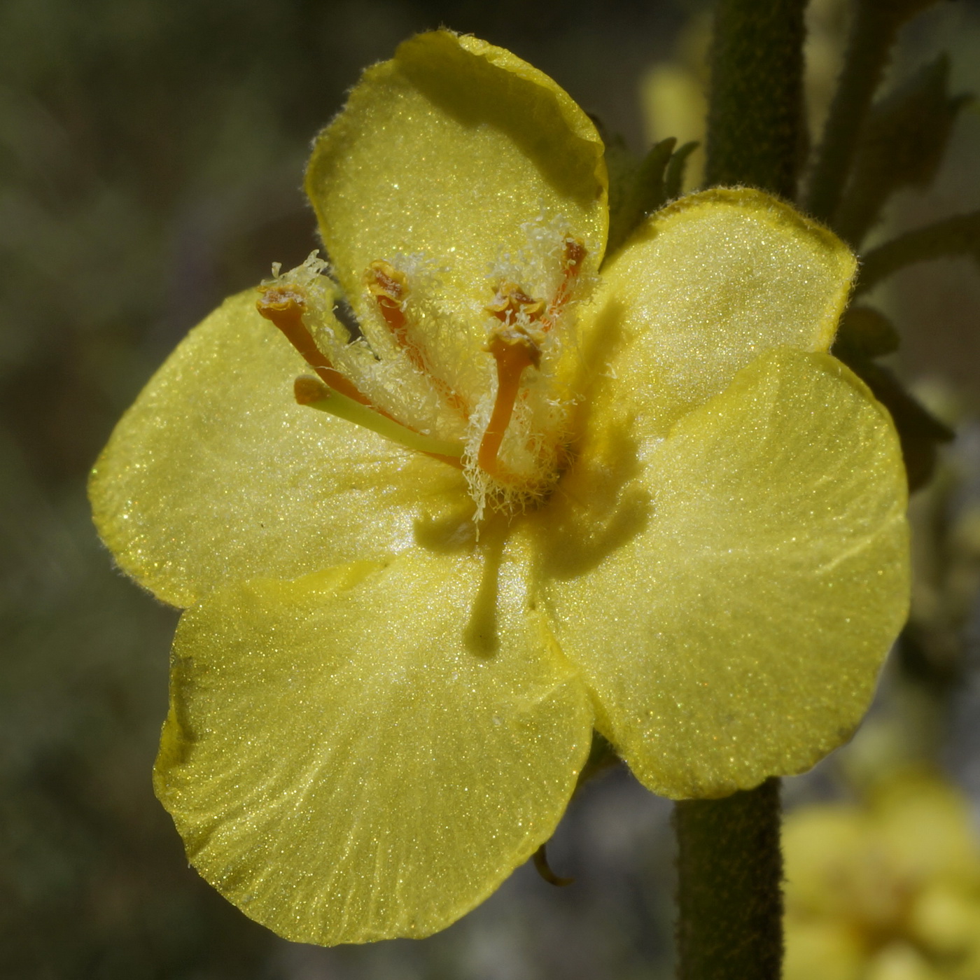 Image of Verbascum banaticum specimen.