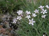 Gypsophila patrinii. Часть соцветия. Республика Хакасия, окр. г. Абакан, гора Самохвал, участок петрофитной степи. 14 июля 2017 г.