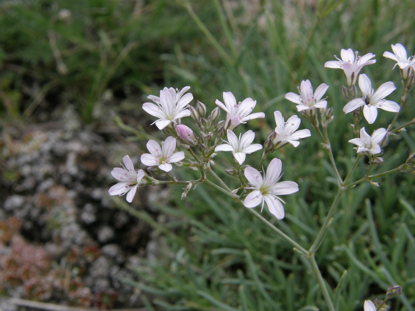 Изображение особи Gypsophila patrinii.