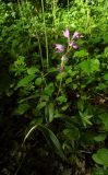 Cephalanthera rubra. Цветущее растение. Республика Адыгея, Майкопский р-н, ок. 2,5 км северо-восточнее ст. Даховская, хребет Скалистый (Уна-Коз), у скалы Чёртов Палец, опушка лиственного леса, выс. ок. 1000 м н.у.м. 02.07.2017.