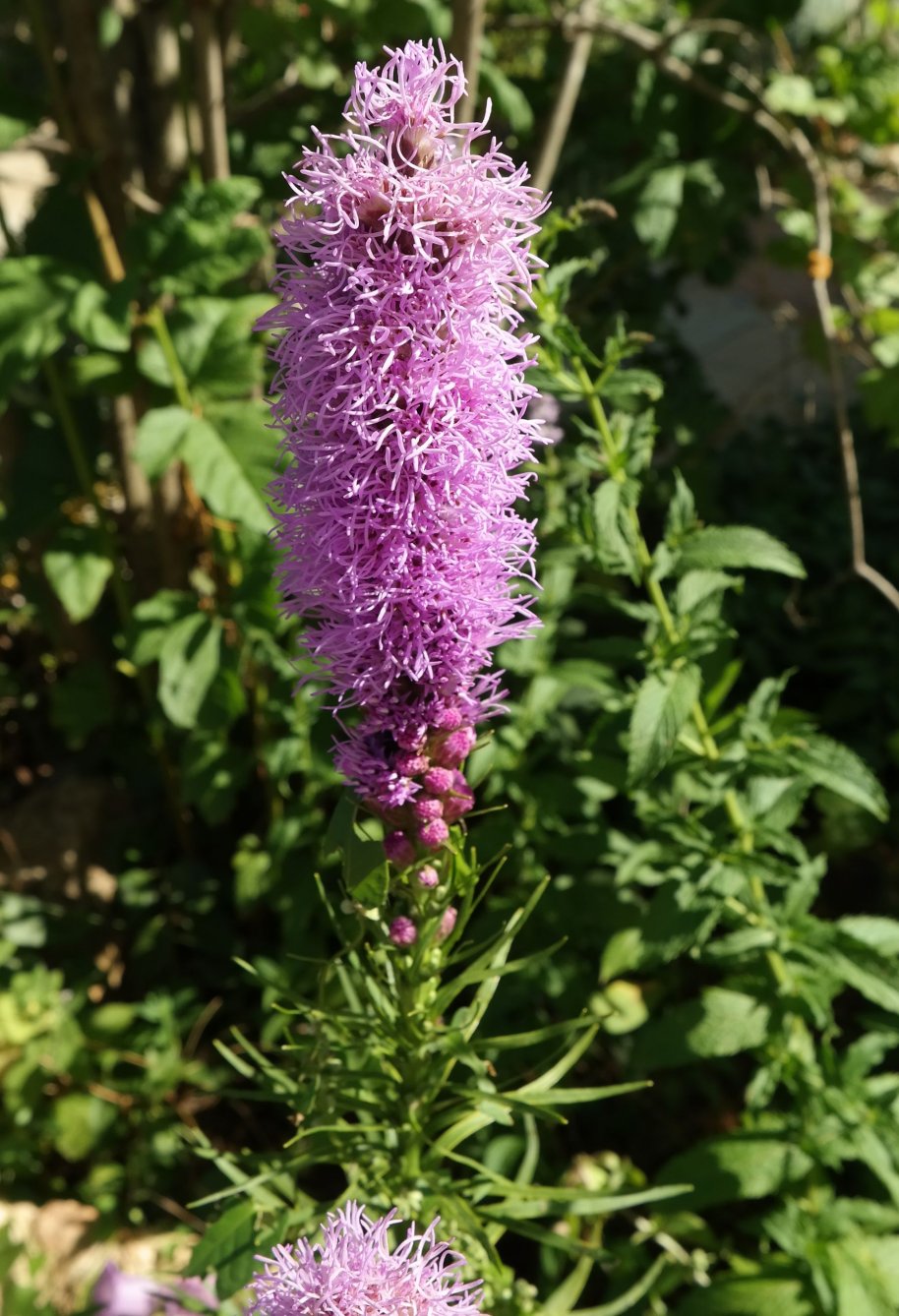 Image of Liatris spicata specimen.