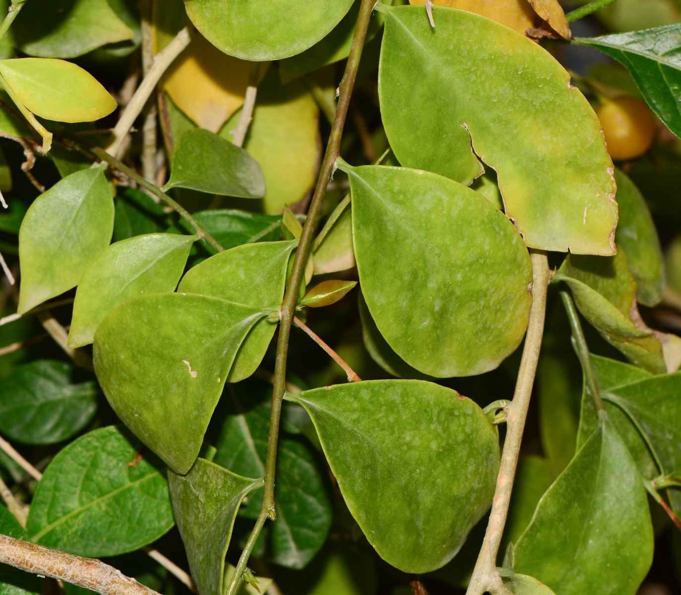 Image of Pereskia aculeata specimen.