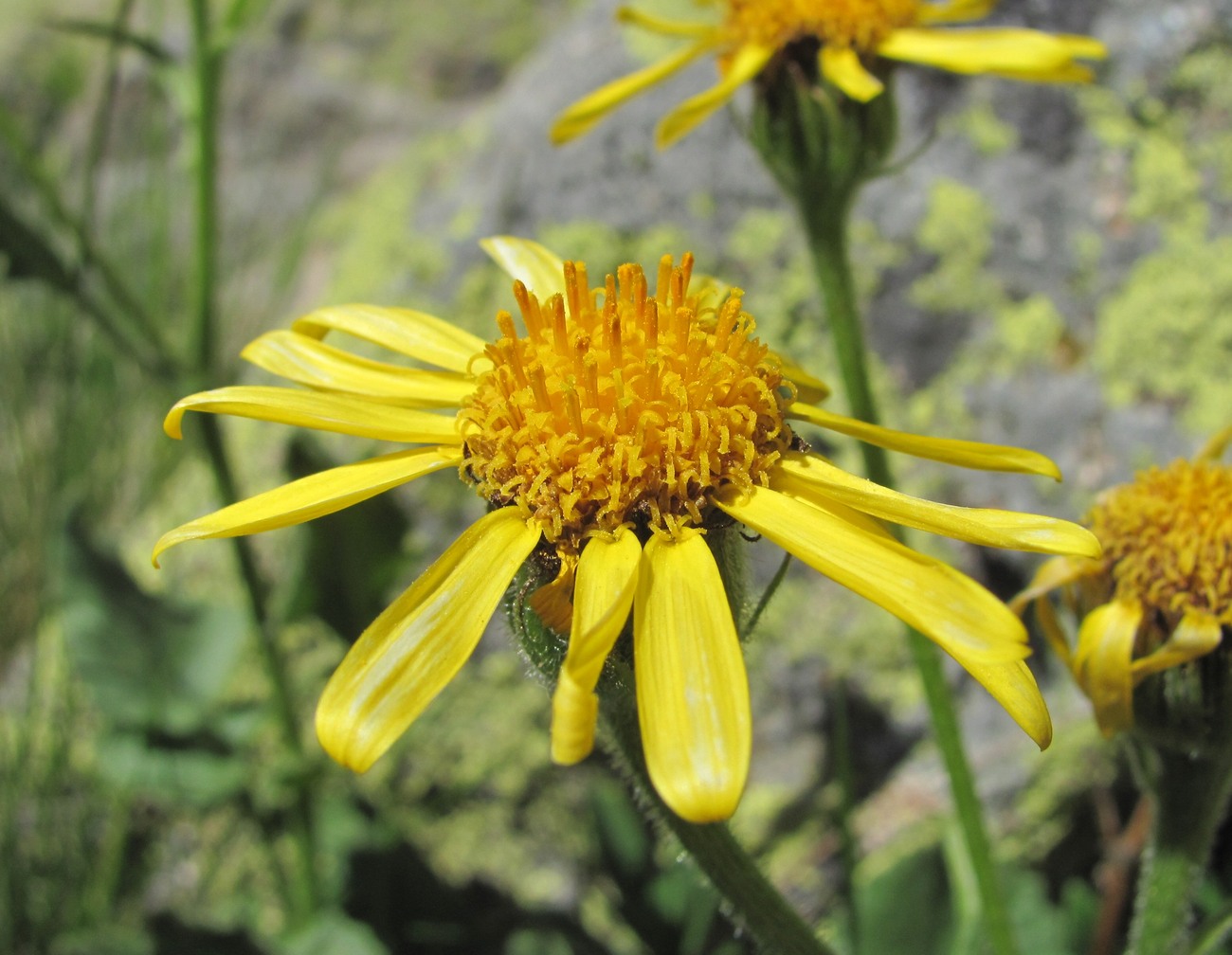 Image of Senecio taraxacifolius specimen.