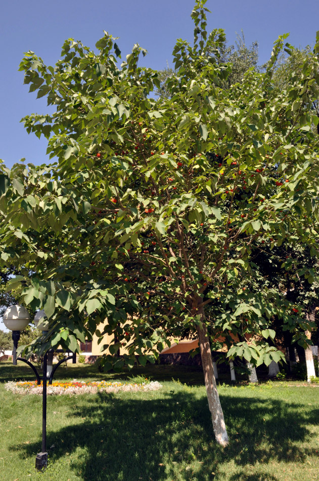Image of Broussonetia papyrifera specimen.
