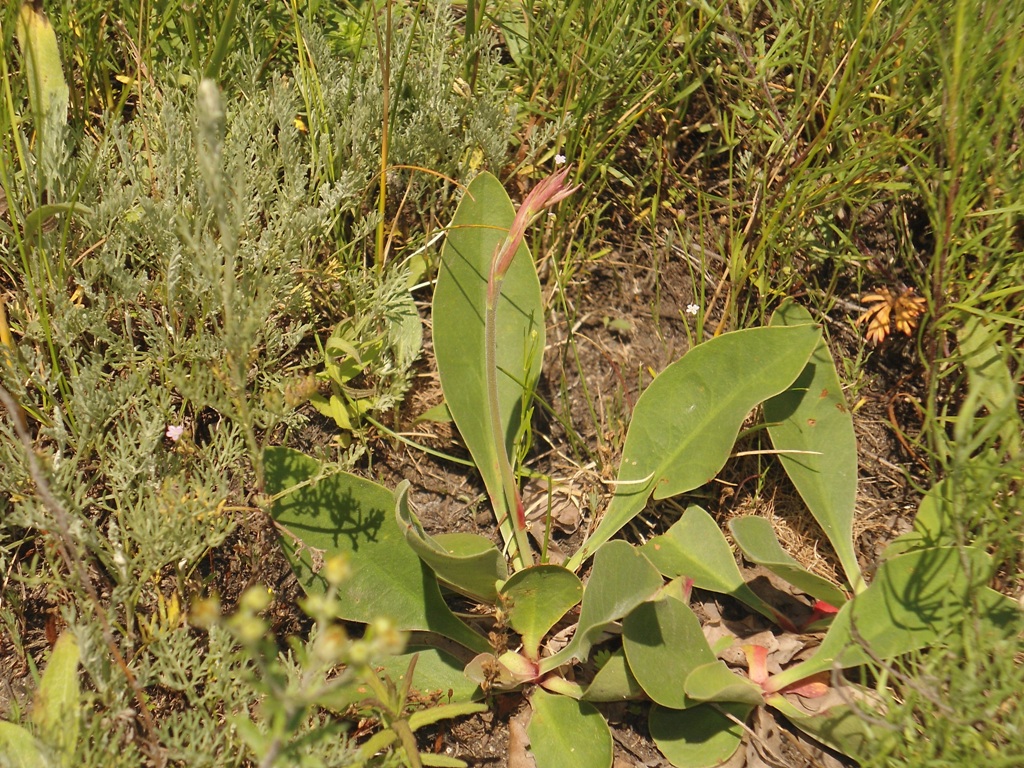 Изображение особи Limonium donetzicum.