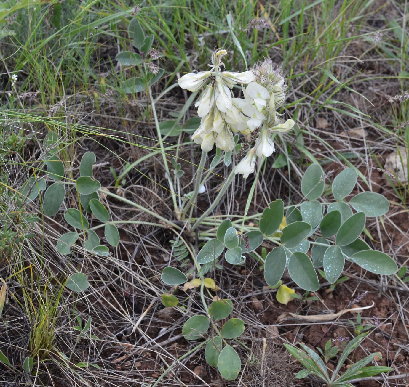 Изображение особи Hedysarum grandiflorum.