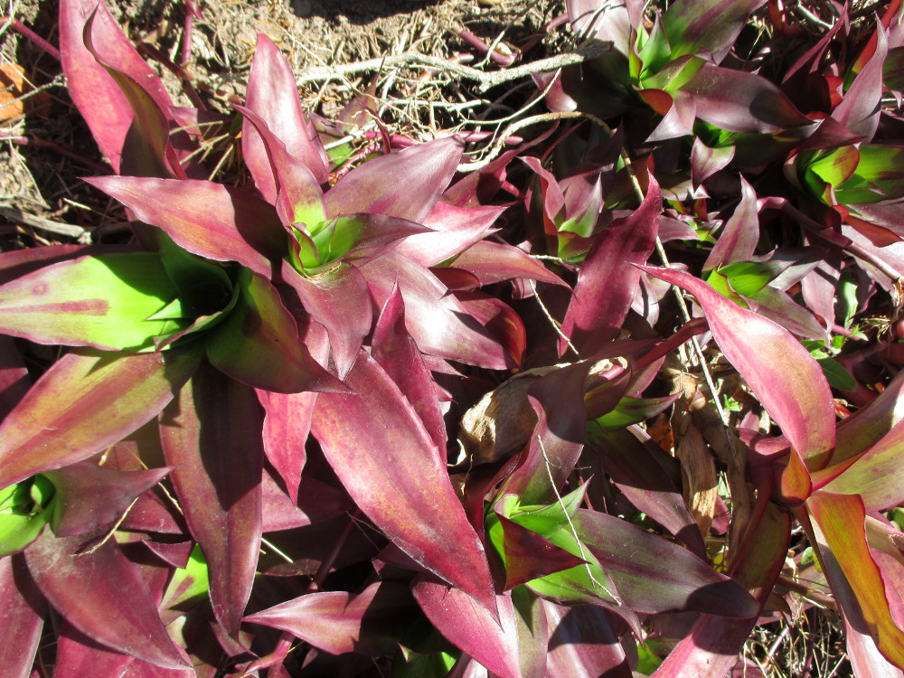 Image of Callisia fragrans specimen.