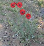 Смотреть изображение Papaver rhoeas