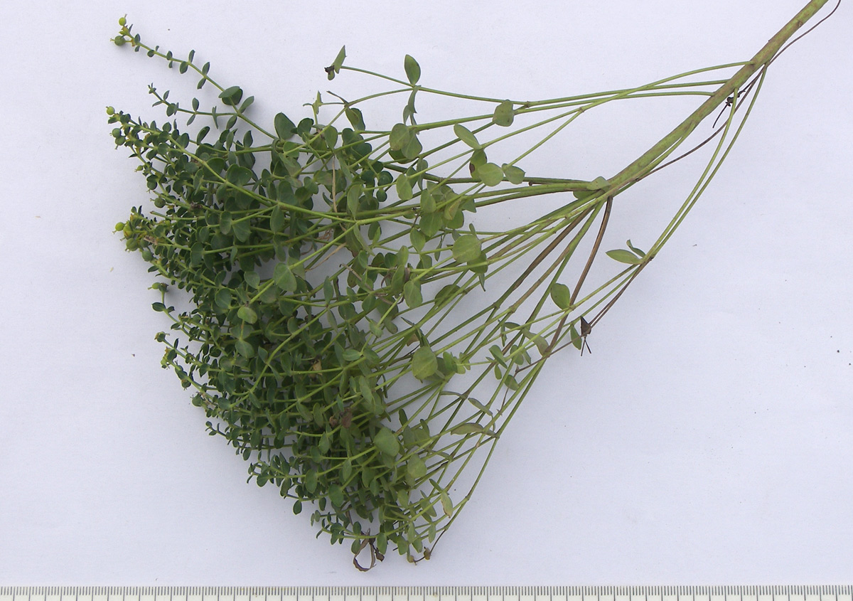 Image of Euphorbia seguieriana specimen.