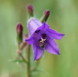 Campanula sibirica