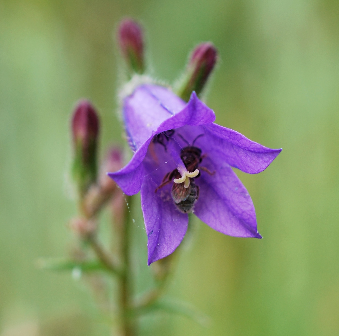 Изображение особи Campanula sibirica.