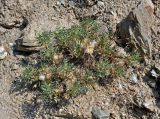 Astragalus pterocephalus. Плодоносящее растение. Таджикистан, Фанские горы, долина р. Чапдара, ≈ 2500 м н.у.м., осыпающийся сухой склон. 03.08.2017.