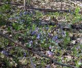 Pulmonaria obscura. Напочвенный покров смешанного леса с преобладанием медуницы. Чувашия, окрестности г. Шумерля, пойма р. Сура, устье р. Шумерлинка. 12 апреля 2008 г.