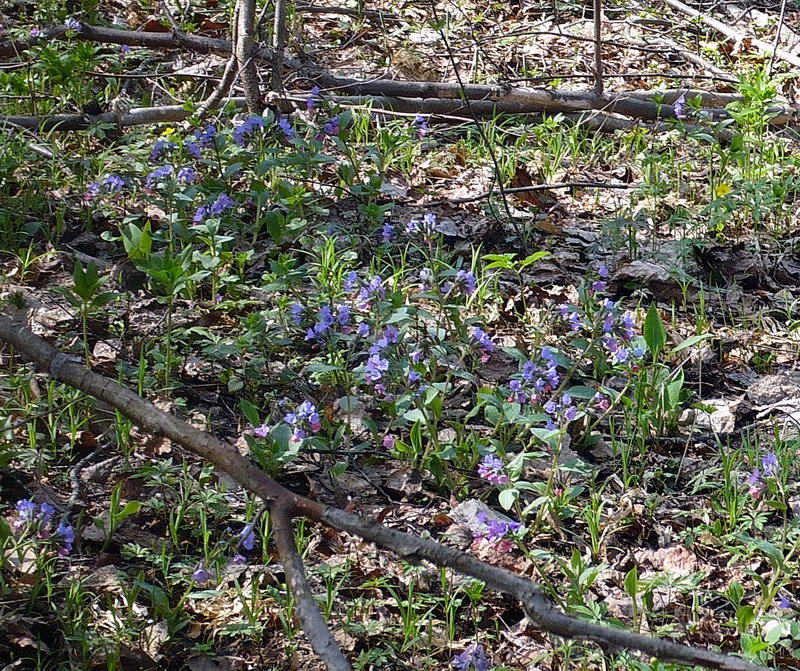 Изображение особи Pulmonaria obscura.