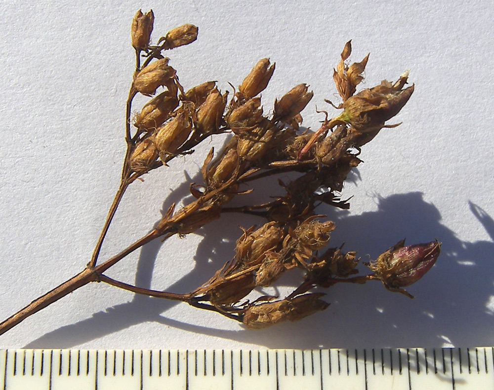 Image of Hypericum tetrapterum specimen.