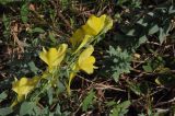 genus Linaria. Соцветие. Китай, провинция Юньнань, нац. парк Шилинь, открытое пространство рядом с известняковыми горами. 21 октября 2016 г.