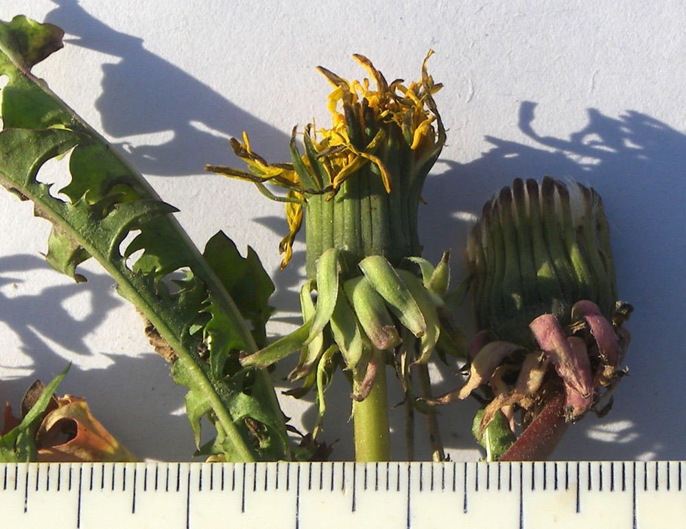 Image of Taraxacum officinale specimen.