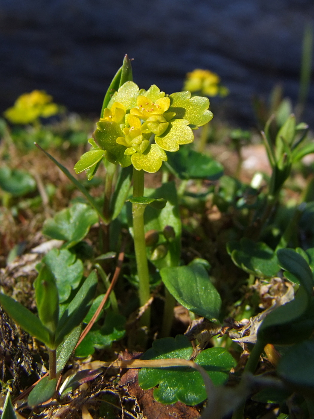 Image of Chrysosplenium sibiricum specimen.