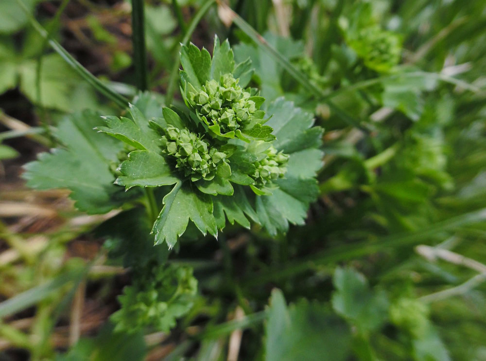 Image of Alchemilla xanthochlora specimen.