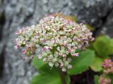 Ligusticum scoticum