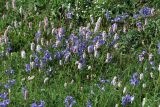 Polemonium acutiflorum. Цветущие растения совместно с Bistorta officinalis на альпийском лугу. Коми, Интинский р-н, Приполярный Урал, хр. Малдынырд, левый борт р. Балбанъю, край плато над каром оз. Грубепендиты. 30.07.2017.