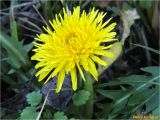 genus Taraxacum. Соцветие. Украина, г. Николаев, Заводской р-н, парк \"Лески\", опушка соснового леса. 26.12.2017.