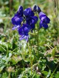 Aconitum delphiniifolium. Цветущее растение. Чукотка, побережье бухты Провидения, тундра. 09.07.2010.