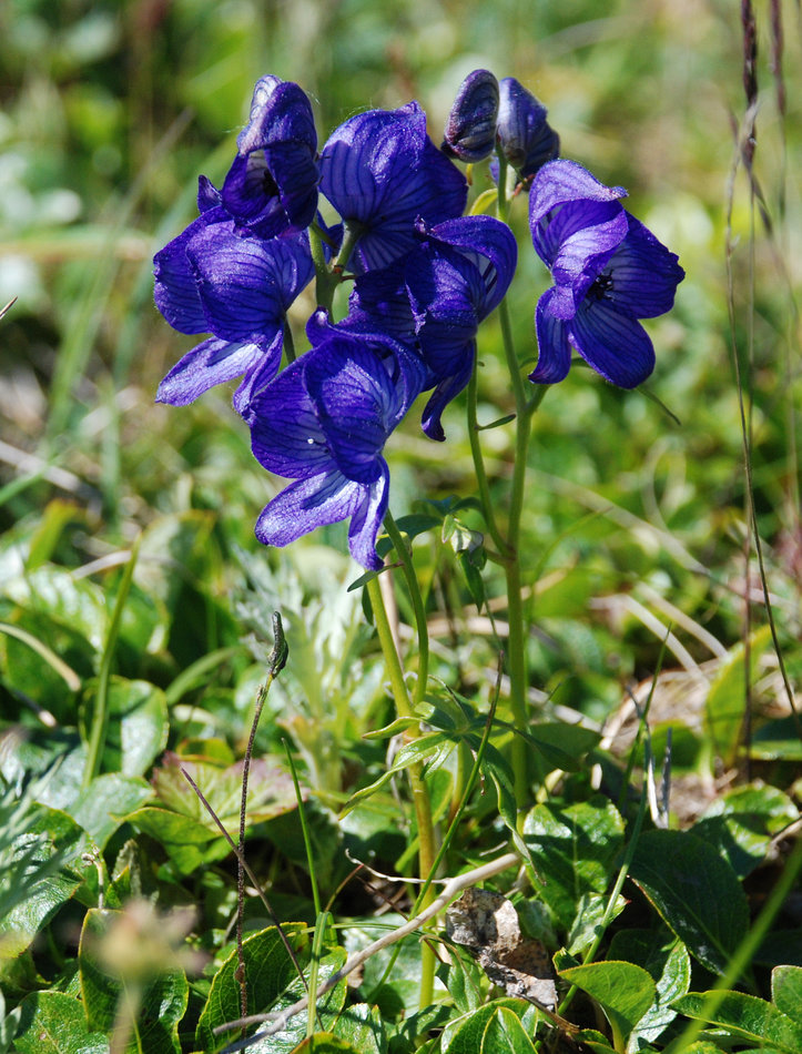 Изображение особи Aconitum delphiniifolium.