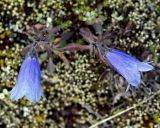 Campanula lasiocarpa