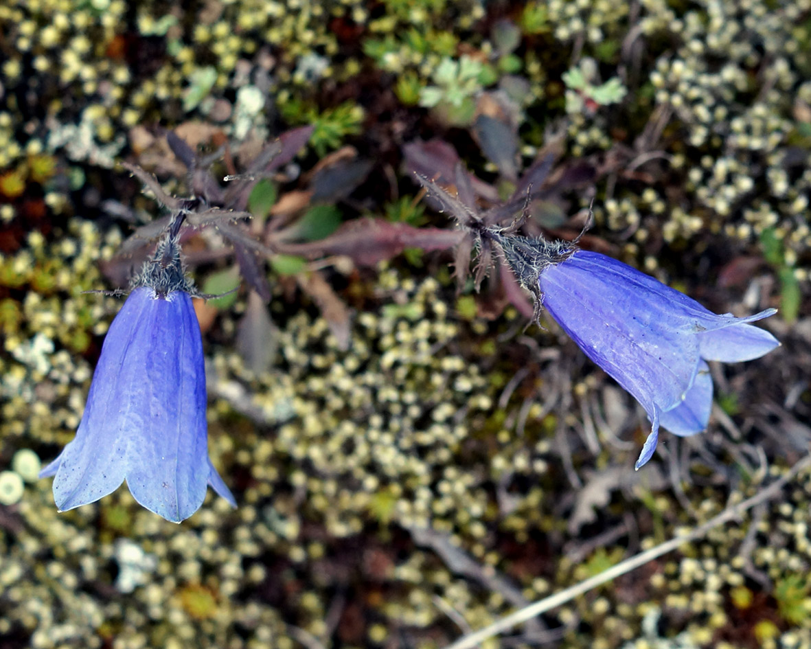 Изображение особи Campanula lasiocarpa.