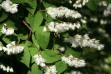 Deutzia &times; magnifica