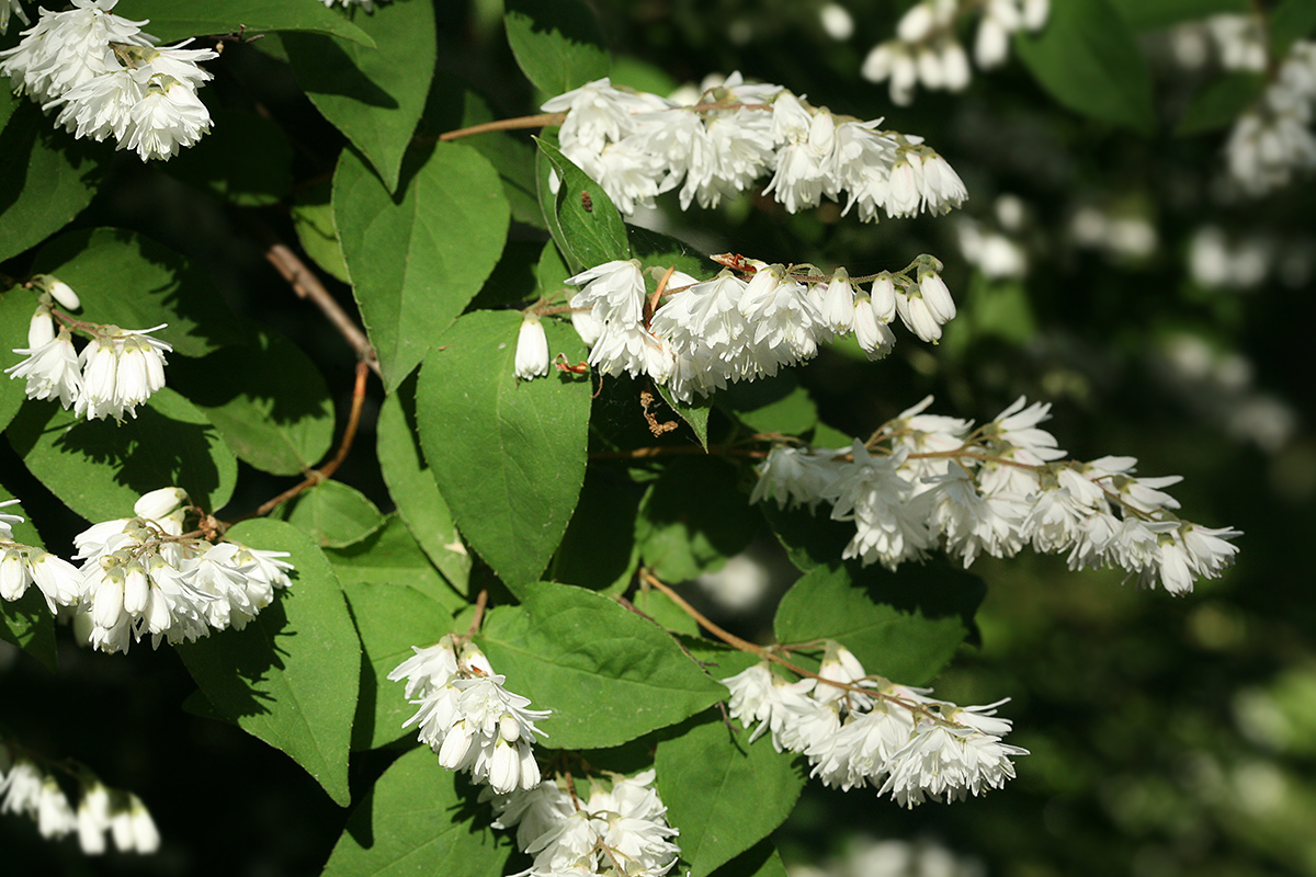 Изображение особи Deutzia × magnifica.