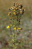 Hieracium umbellatum. Верхушка отцветающего растения. Восточный Казахстан, г. Усть-Каменогорск, правый берег р. Иртыш, луг. 16.08.2017.