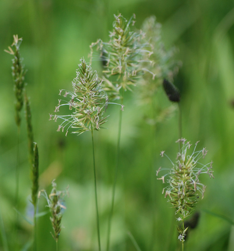 Image of Anthoxanthum odoratum specimen.