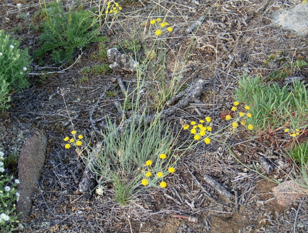 Image of Bupleurum bicaule specimen.