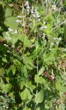 Lepidium latifolium