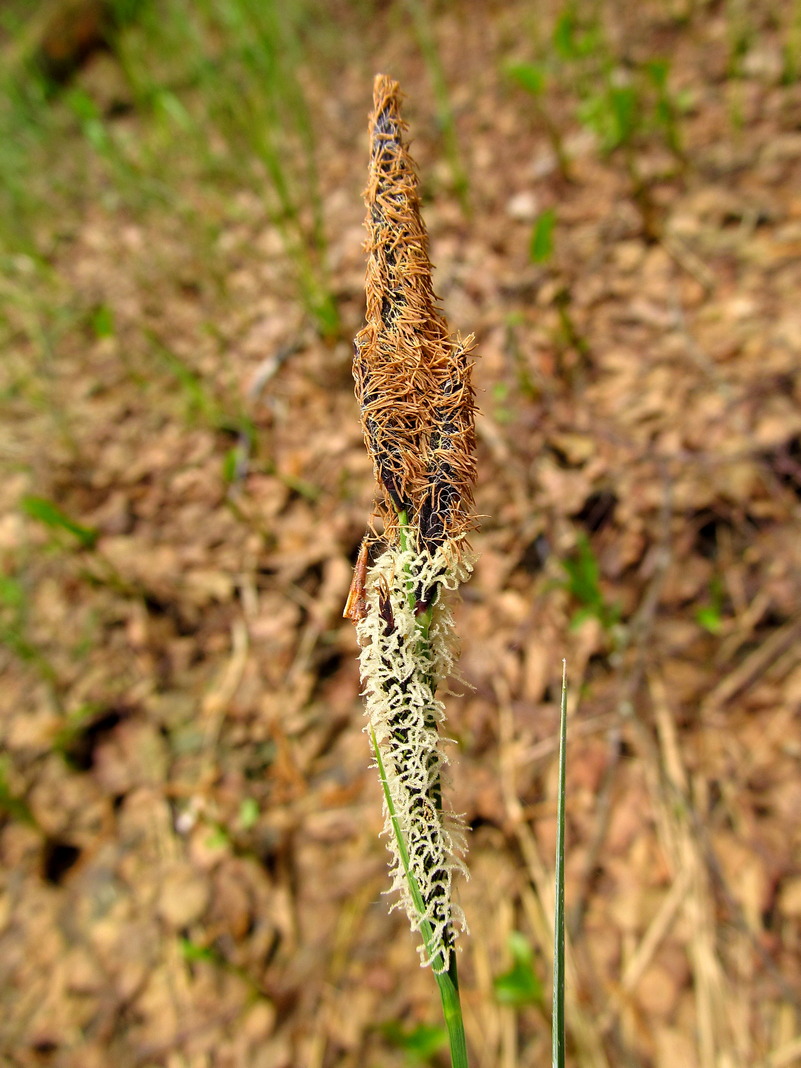 Image of Carex omskiana specimen.
